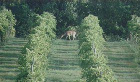 deer280.jpg