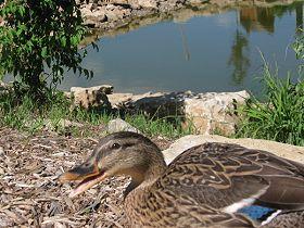 duckling_280.jpg