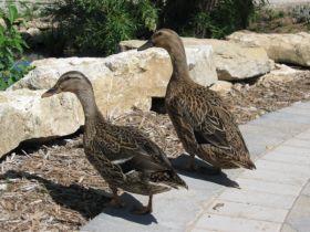 ducks_280.jpg